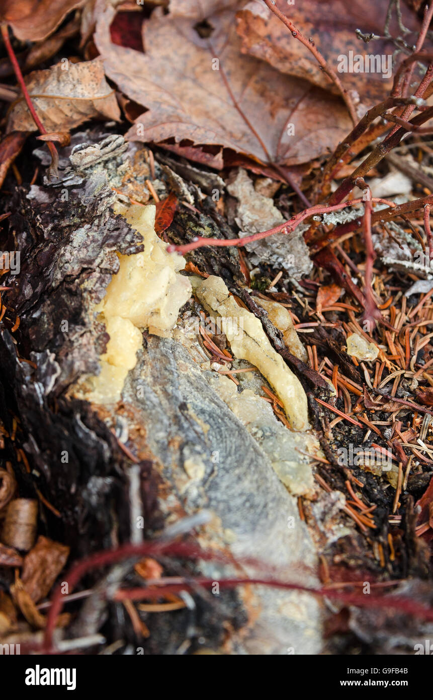 Harz sickert unter der Rinde der Kiefer Baumwurzel. Seal Harbor, Maine. Stockfoto