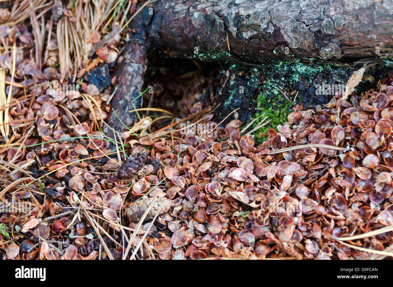 Ausrangierte Kiefer Kegel Schuppen umgeben den Eingang zu einem Eichhörnchen Burrow, Seal Harbor, Maine. Stockfoto