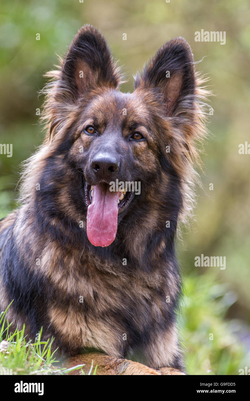 Langhaariger Schäferhund Hund Elsässer mit ist Zunge heraus im Hochformat. Stockfoto