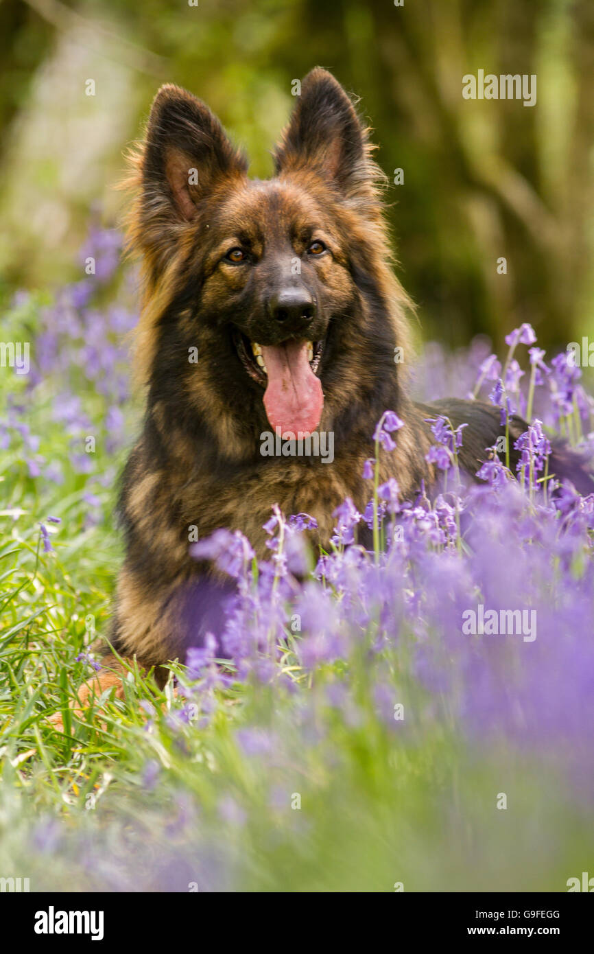 German Shepherd Dog elsässischen Glockenblumen Wald mit ist Zunge heraus im Hochformat. Stockfoto