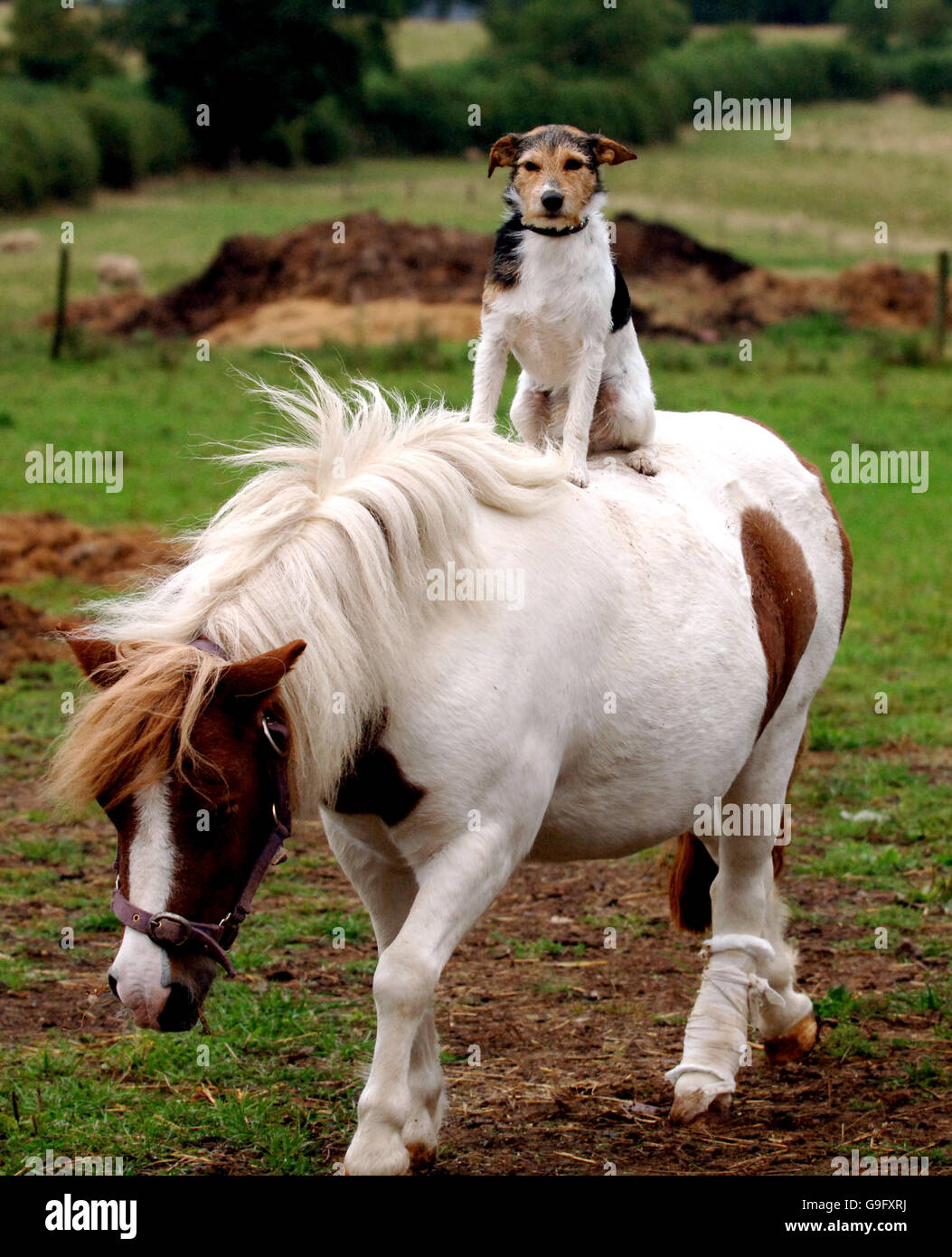 Freddie the Jack Russell reitet Daisy the Shetland Pony um ein Paddock in Flaxley, Gloucestershire. Stockfoto