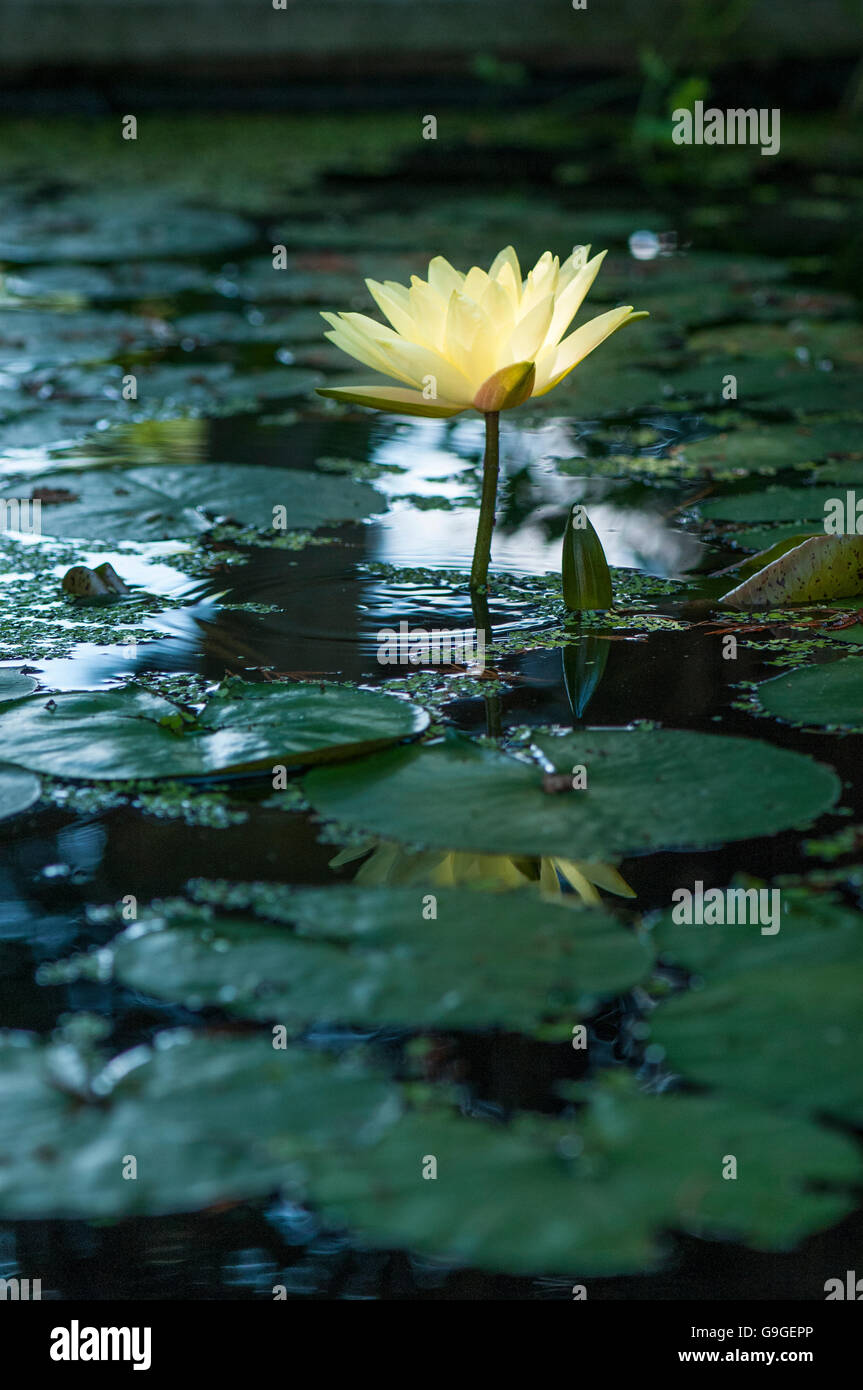 Eine gelbe Lilly inmitten Lilly pads Stockfoto