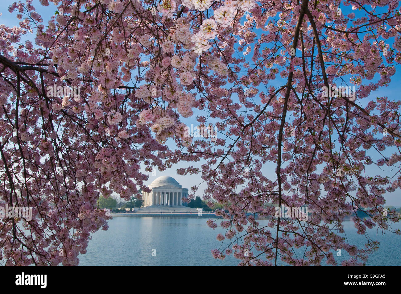 Blick auf das Jefferson Memorial während der nationalen Kirschblütenfest Stockfoto