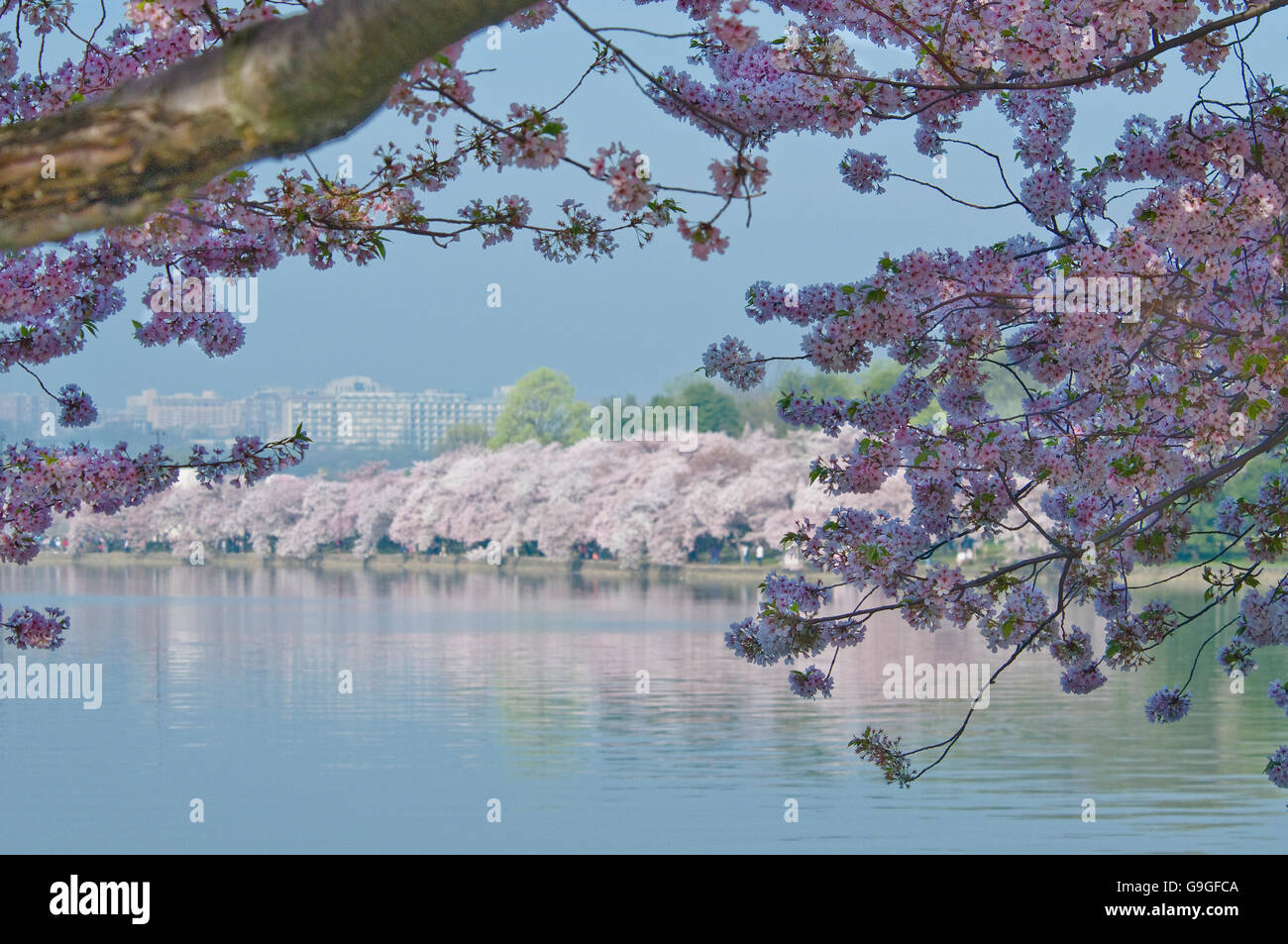 Kirschblüten in den nationalen Kirschblütenfest. Stockfoto