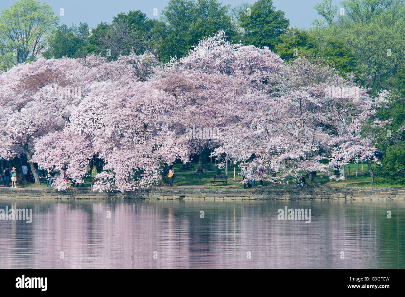 Kirschblüten-Reflexion über das Gezeitenbecken während der National Cherry Blossom Festival Stockfoto