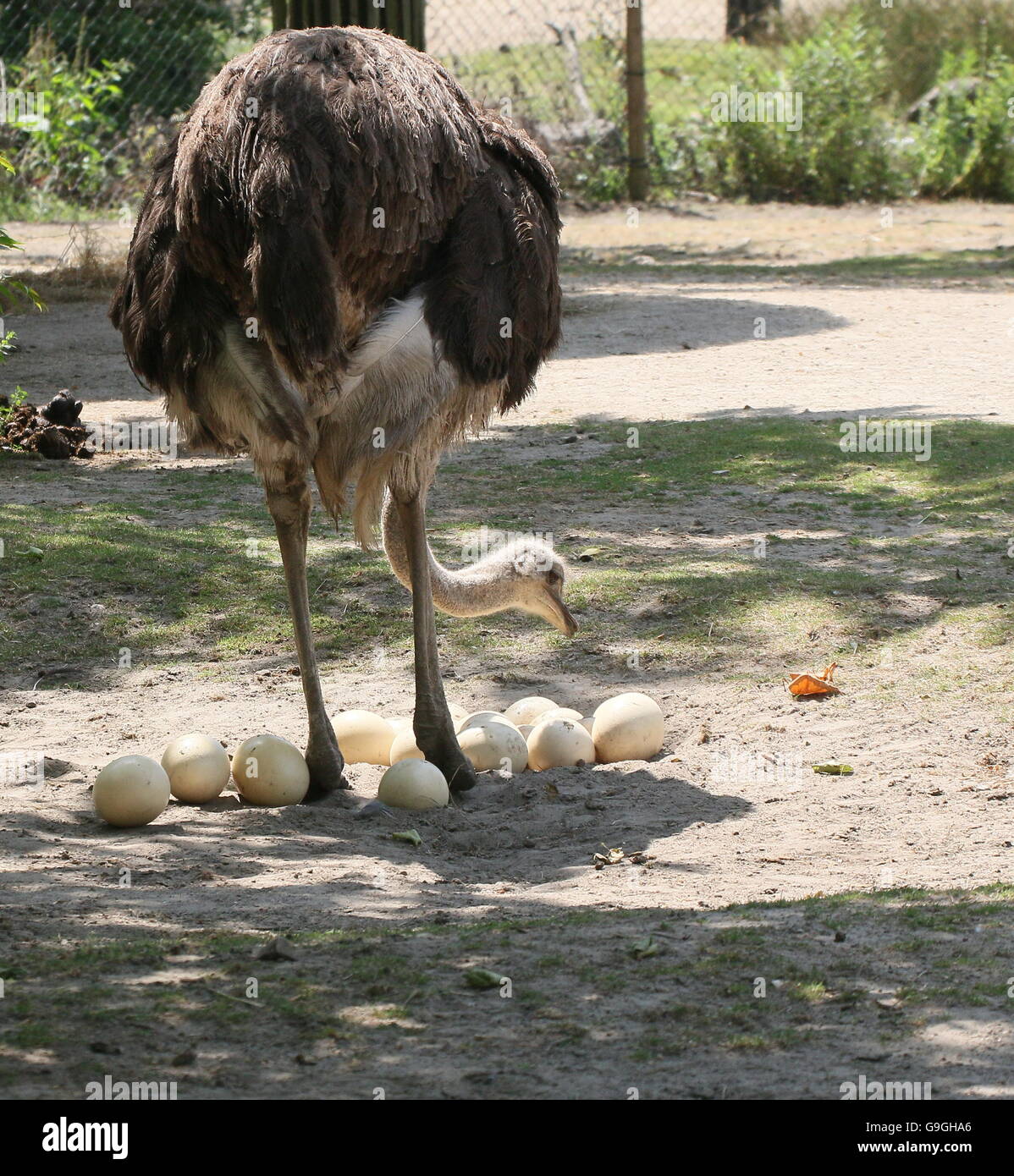 Weibliche afrikanische gemeinsame Strauß (Struthio Camelus) Neuanordnen von den Eiern in ihr nest Stockfoto