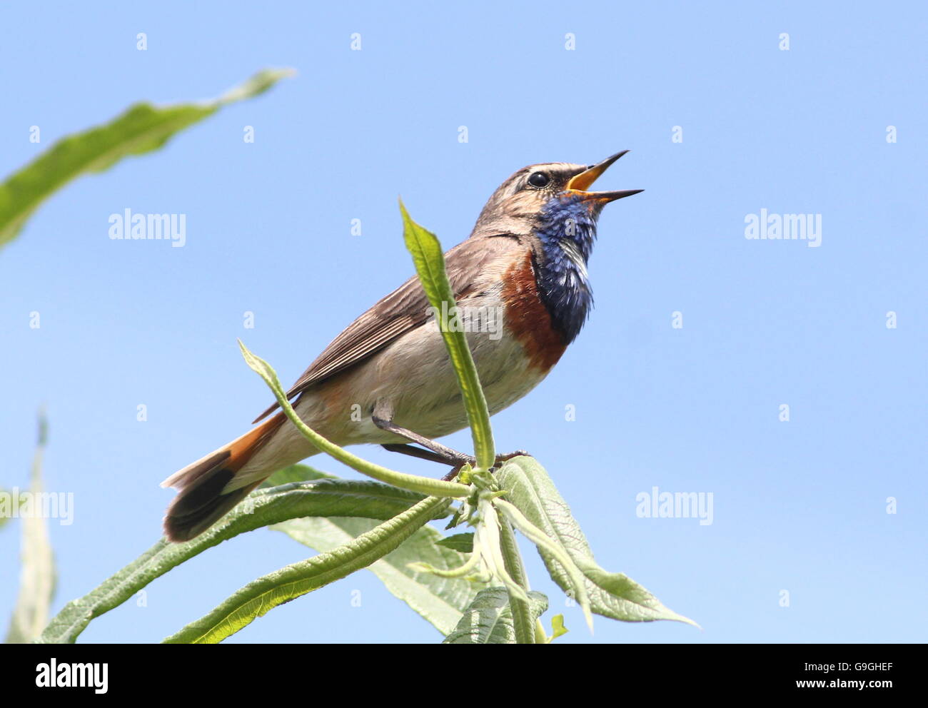 Männlichen europäischen White Blaukehlchen (Luscinia Svecica Cyanecula) in üppigen Lied gesichtet Stockfoto