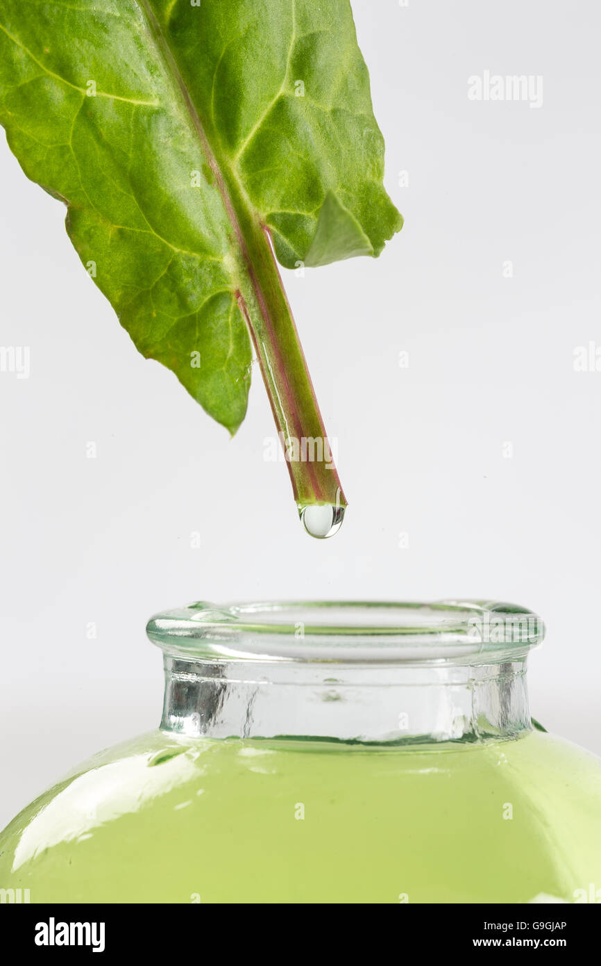 Kräutermedizin gemeinsame Sauerampfer Garten Sauerampfer Rumex liegen Spinat Stockfoto