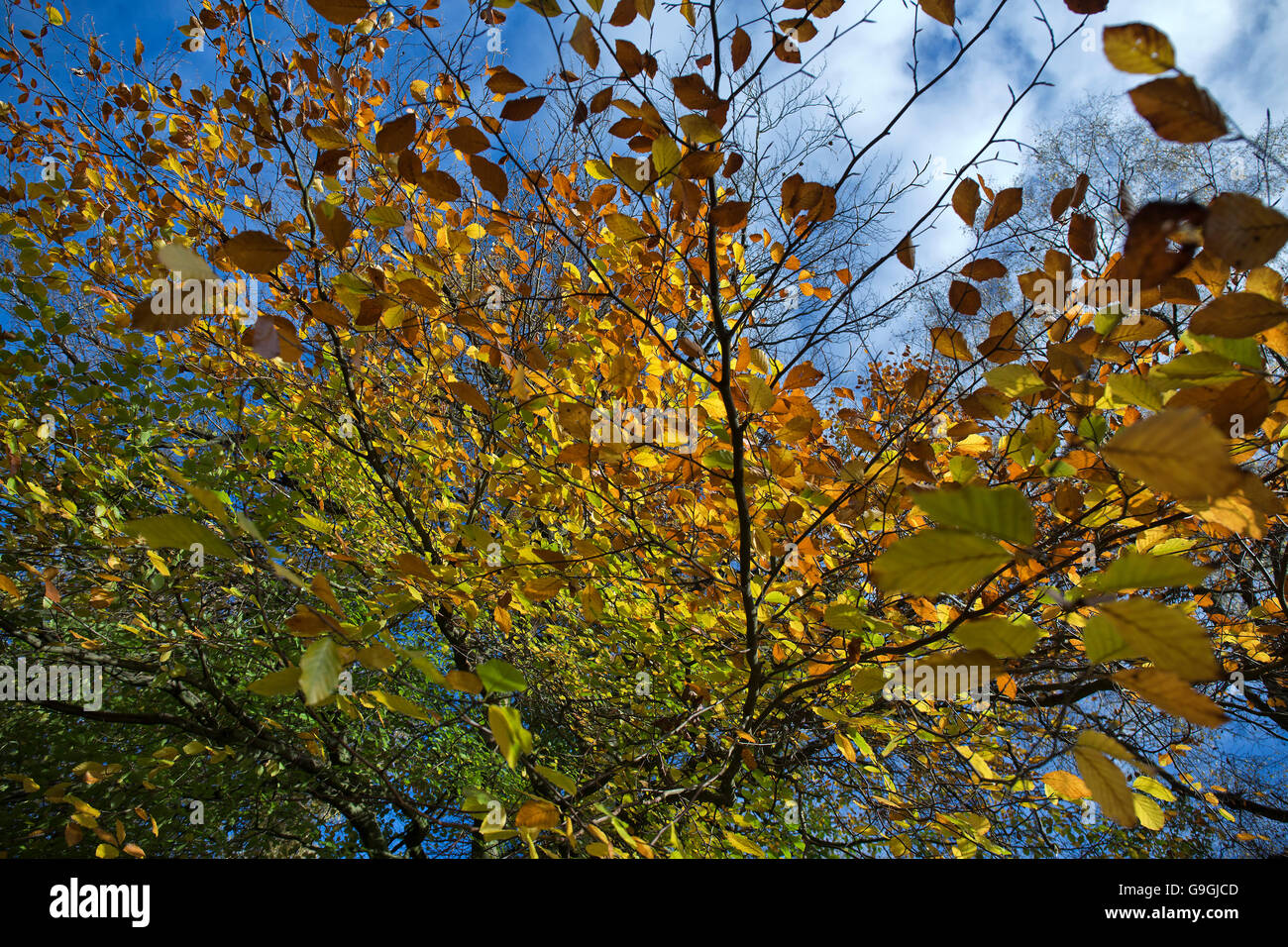 Atemberaubende herbstliche Farben und Tönungen aus dem Buche gesetzt Aginst einen lebendigeren blauen Himmel im Herbst. Stockfoto