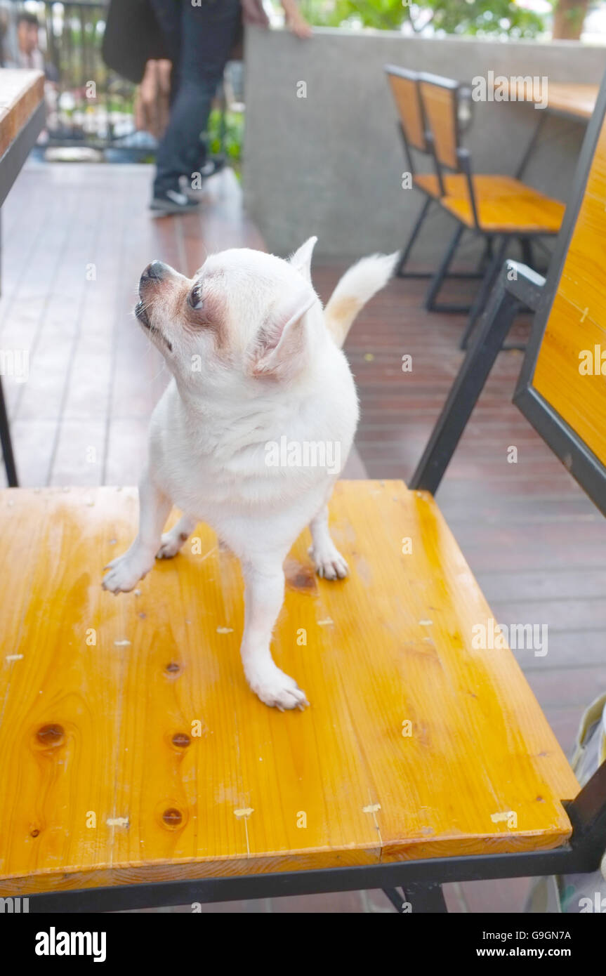 Weiße Chihuahua Hund stehend auf Holzstuhl Stockfoto
