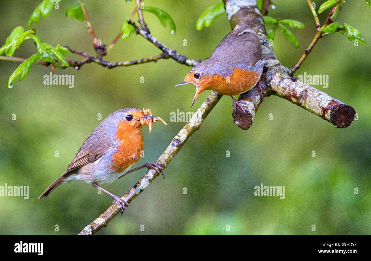 Robin Brautwerbung füttern, wilden europäischen Rotkehlchen füttern einander.  Frühling, bonding, männlichen Robin, die Bereitstellung von Nahrungsmitteln für weiblich. Stockfoto