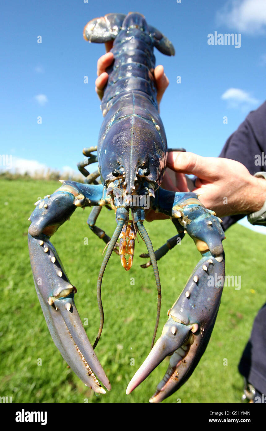 Shows Off A Rare Giant Blue Lobster Stockfotos Und Bilder Kaufen Alamy