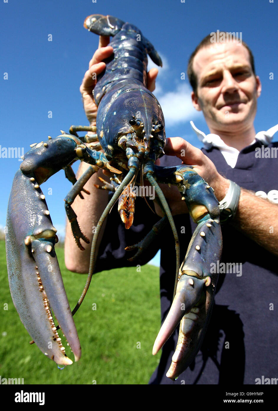 Shows Off A Rare Giant Blue Lobster Stockfotos Und Bilder Kaufen Alamy