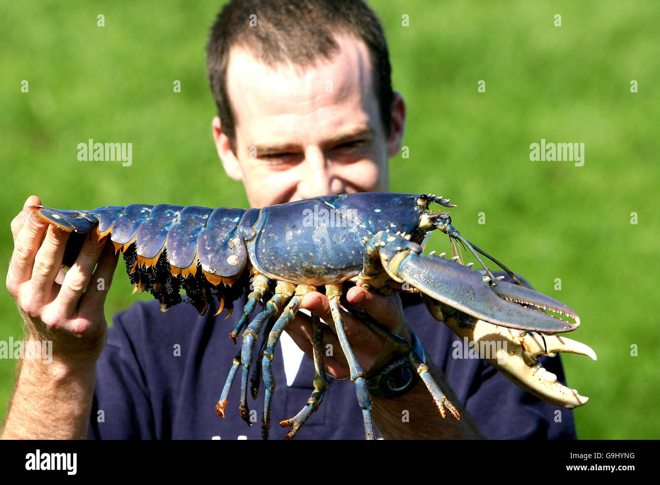 Shows Off A Rare Giant Blue Lobster Stockfotos Und Bilder Kaufen Alamy