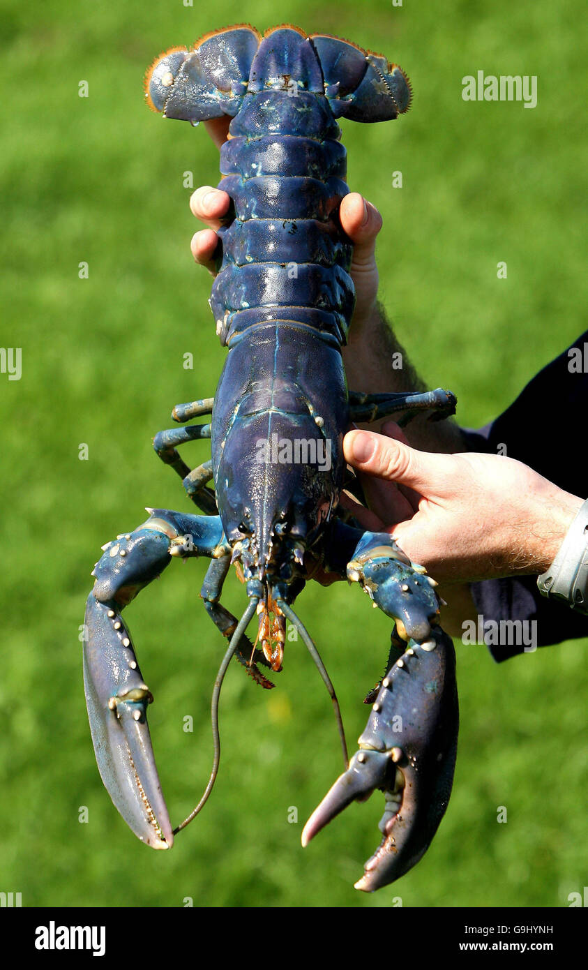 Shows Off A Rare Giant Blue Lobster Stockfotos Und Bilder Kaufen Alamy