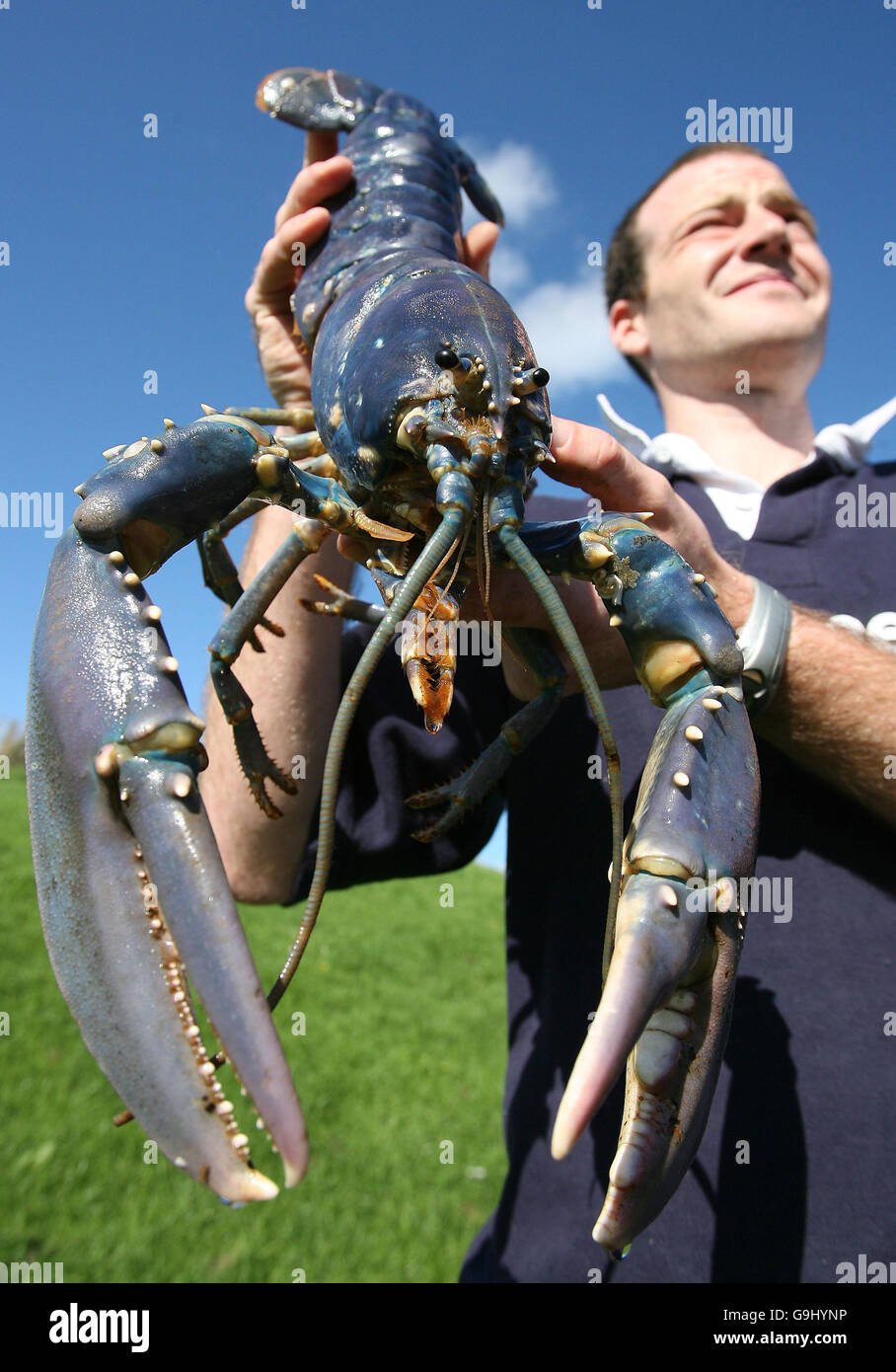 Shows Off A Rare Giant Blue Lobster Stockfotos Und Bilder Kaufen Alamy