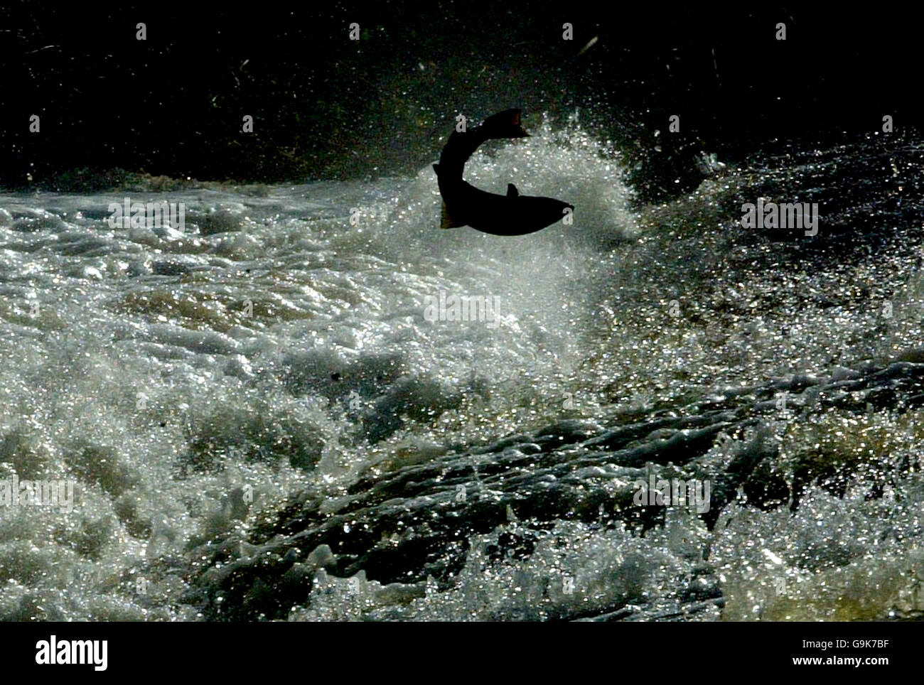 Lachs versuchen auf ihrer langen Reise den Tweed River in den Scottish Borders hinauf auf den Gipfel des könnte Weir, Selkirk zu springen. Stockfoto