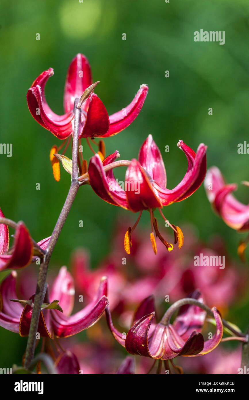 Red Lilium Martagon „Marhan“ Lily, Lilies schließen Blume Turks Kappe Stockfoto