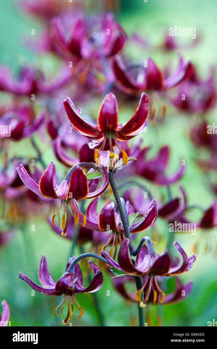 Turks Mützenlilie , Rote Lilium-Martagon 'Marhan' Juni-Lilien Stockfoto