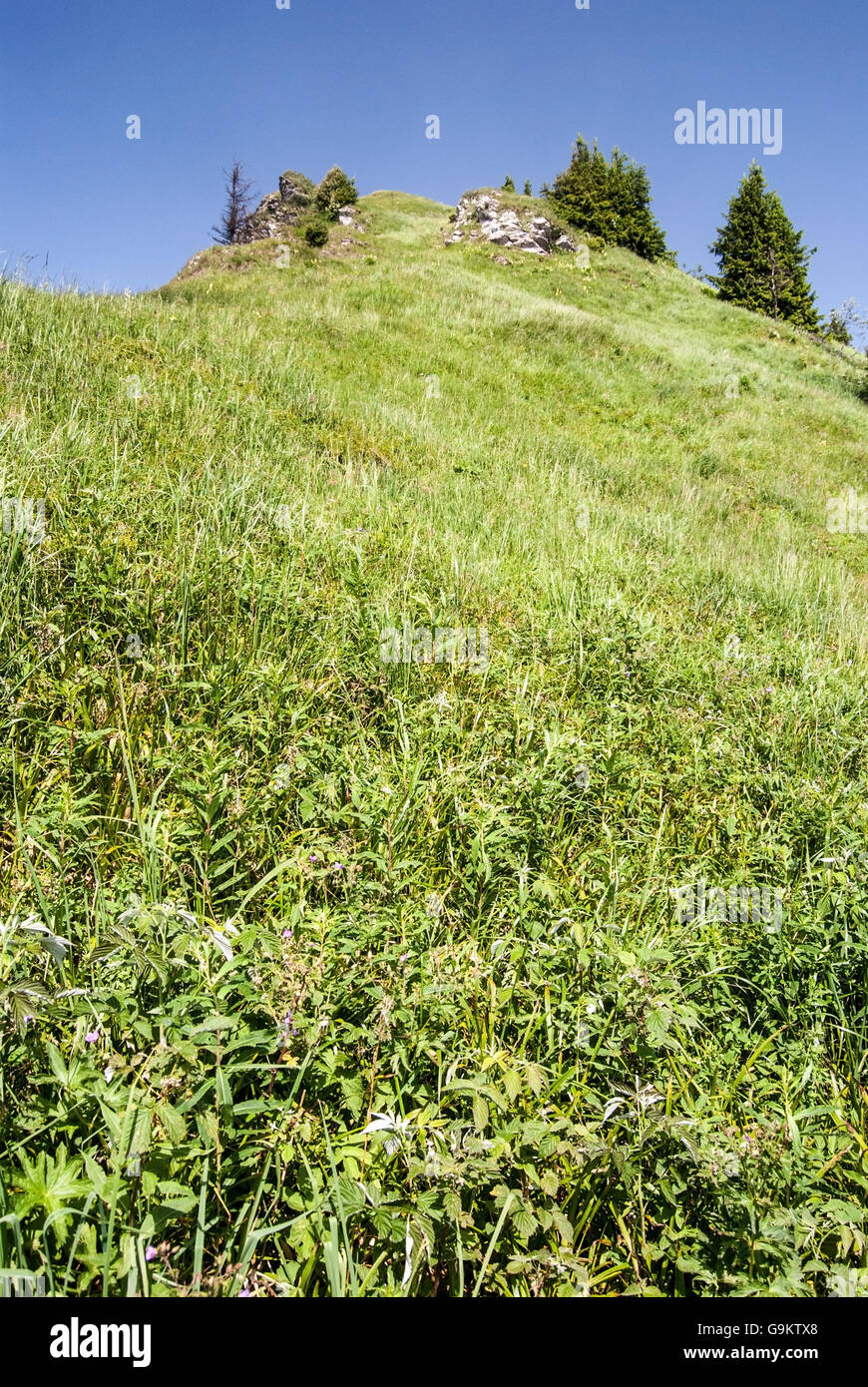 Osnica Hügel in Mala Fatra Gebirge in der Slowakei mit Bergwiese, isolierten Baum und kleine Felsen Stockfoto