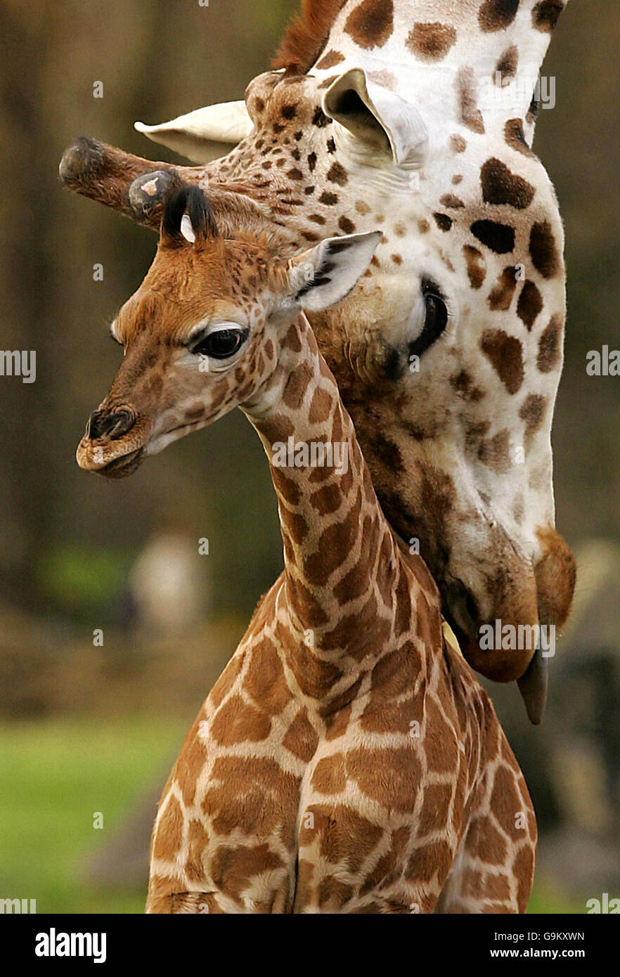Tiere Giraffe Stockfoto