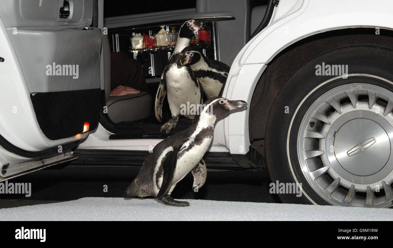 Drei fünf Jahre alte Humbolt 'Happy Feet'-Pinguine (Ferrari, Charlie und Smiley) kommen mit der Limousine in Madame Tussauds in London an, um das weihnachtliche Wunderland des Veranstaltungsortes zu eröffnen. Stockfoto