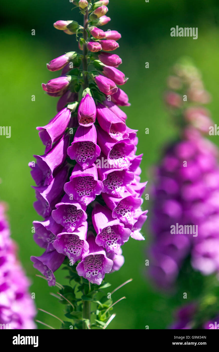 Lila Blume Fingerhut, Digitalis purpurea Stockfoto