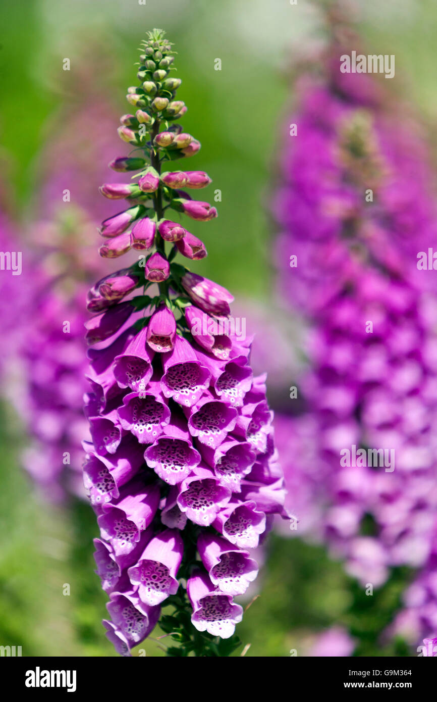 Lila Fuchshandschuh, Digitalis purpurea Garten Blumen Stockfoto