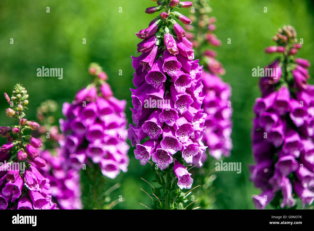 Lila Fuchspelz, Digitalis purpurea Blumenbeet Stockfoto