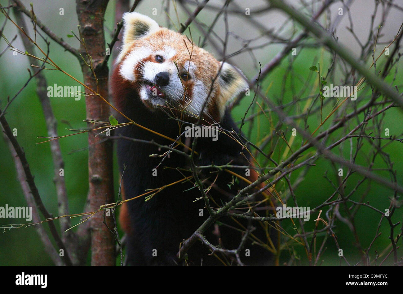 EIGENSTÄNDIGES Foto. Ein Red Panda genießt bei kaltem Wetter im Zoo von Dublin einige Bambusblätter. Weil sie in einem solch kalten Klima leben, haben rote Pandas dickes dichtes Fell, um sie warm zu halten. Sie haben sogar Fell auf den Fußsohlen, was sie auch daran hindert, zu rutschen, wenn sie nasse Äste klettern. Rote Pandas essen hauptsächlich Vegetation, obwohl sie Eier essen. Bambusblätter sind die Hauptnahrung der Roten Pandas und werden in der Vorderpfote des Pandas gefasst. Sie legen die Blätter in die Mundseite, wo die Zähne durch die Blätter schneiden. Rote Pandas sind meistens am frühen Morgen und am frühen Morgen aktiv Stockfoto