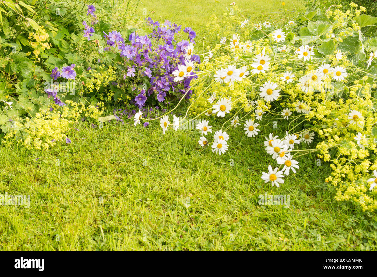 Pflanzen ohne stützen abgeflacht und Verlegung auf dem Rasen durch Starkregen im Bauerngarten in Stirlingshire, Schottland, Vereinigtes Königreich Stockfoto