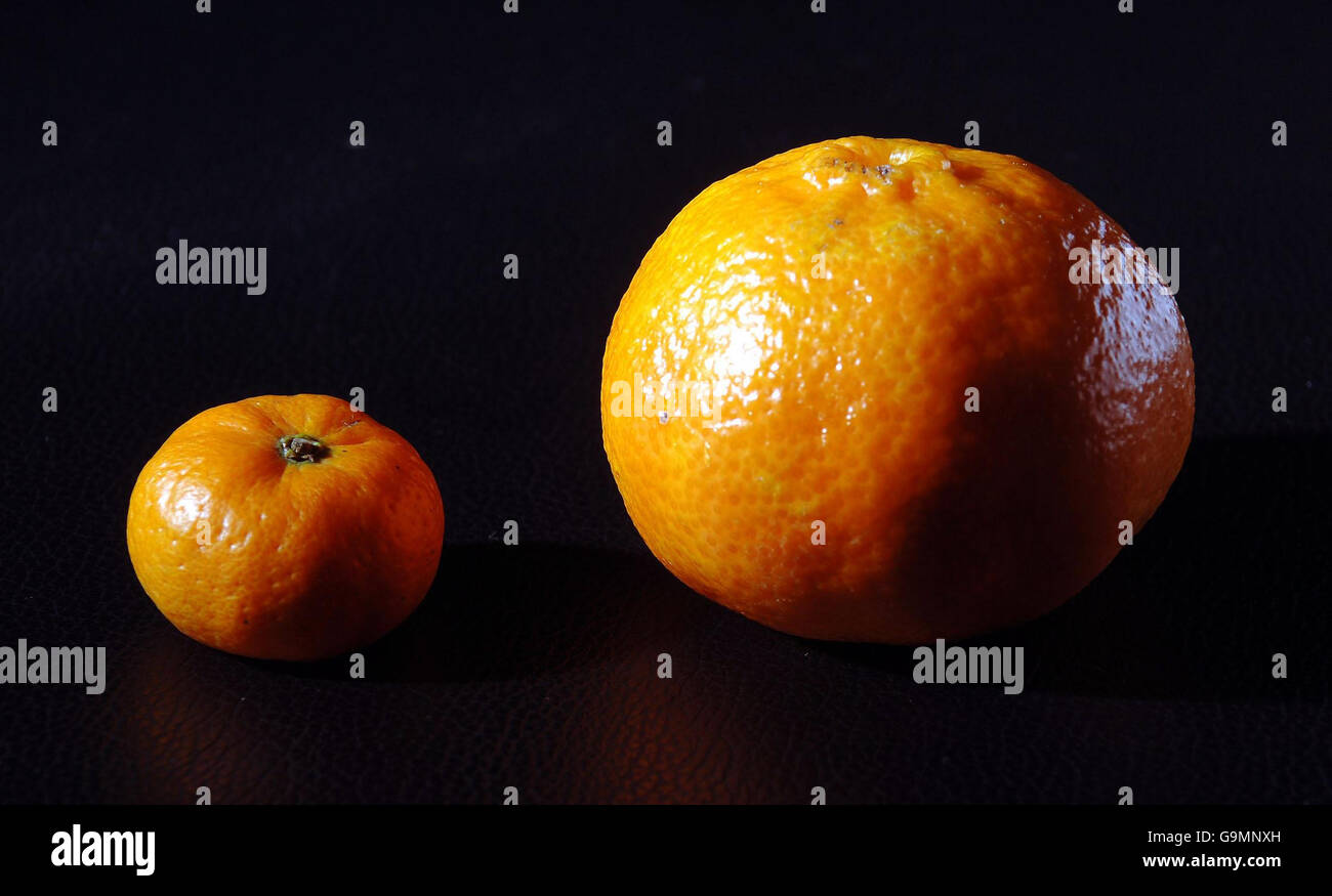 Eine winzige Mandarine neben der üblichen Standardfrucht. Stockfoto