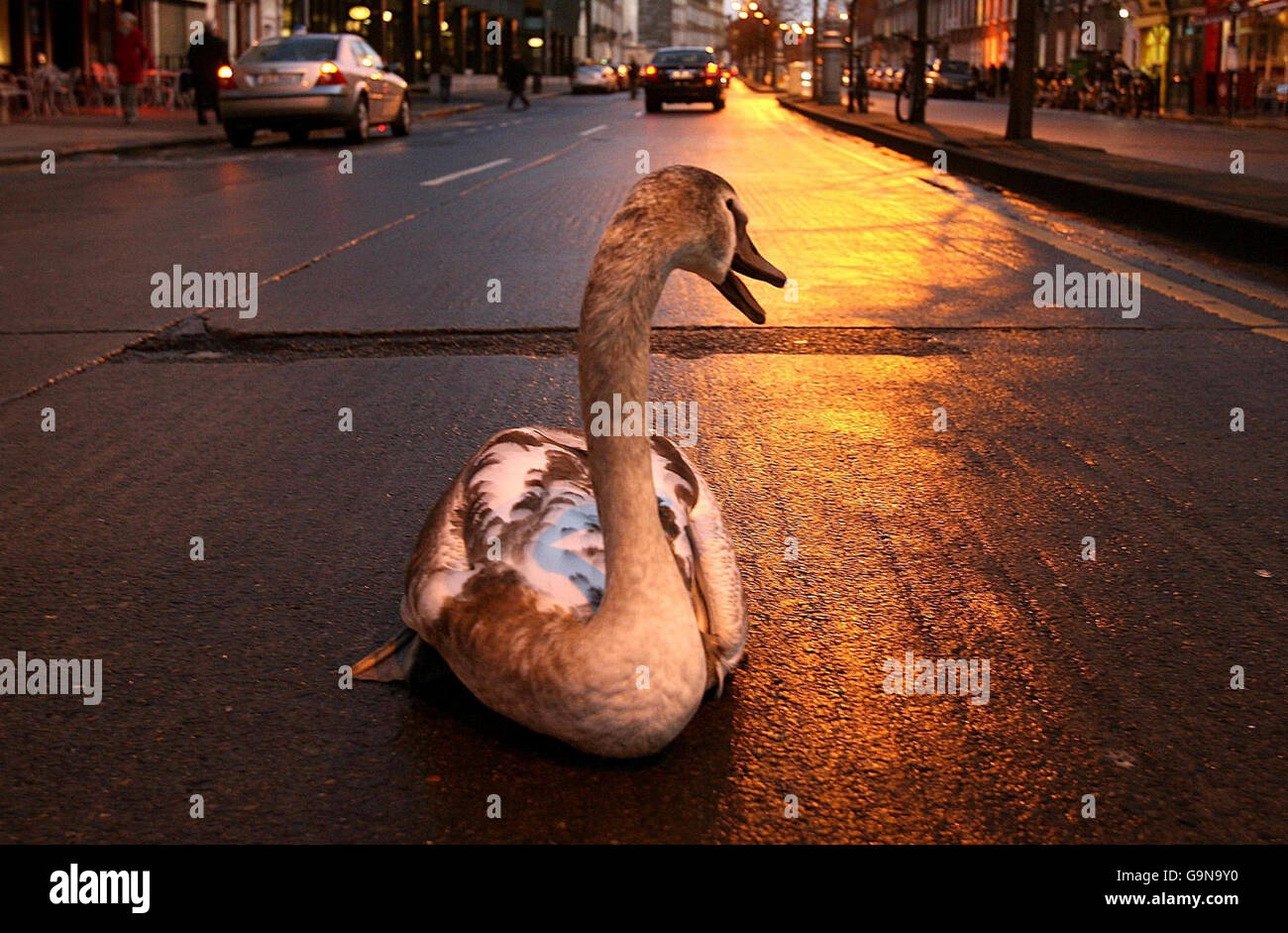 Swan stoppt Dublin Verkehr Stockfoto