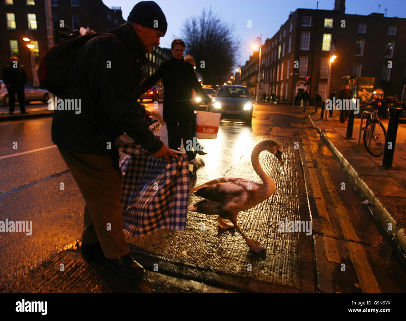 Passant Martin Malone aus Lucan versucht, einen Schwan, genannt Freeflow, aus der geschäftigen Lower Baggot Street im Zentrum von Dublin zu retten. Stockfoto