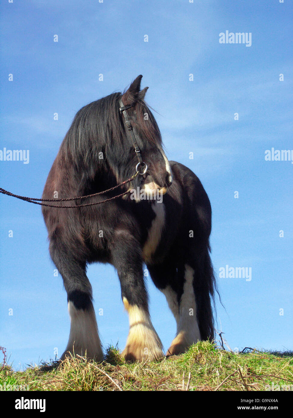 Clydesdale, Wallach / Entwurf eines Pferdes, Draught Pferd Stockfoto