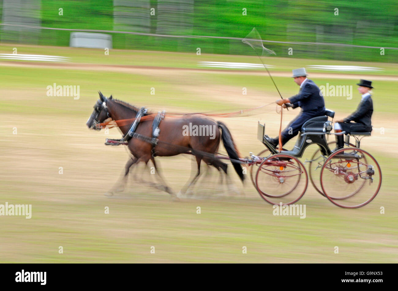 Horse Driving / Paare von Pferden, volle Kragen Kabelbaum getrieben Dressur Stockfoto