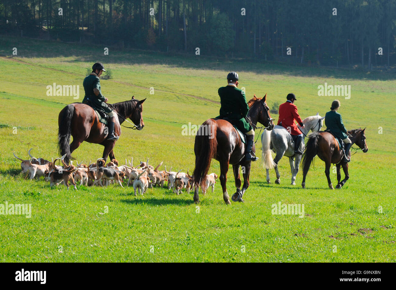 Hunt, Beagle-Pack und Reiter Trail / Reiten, Hunde, herzliche Stockfoto