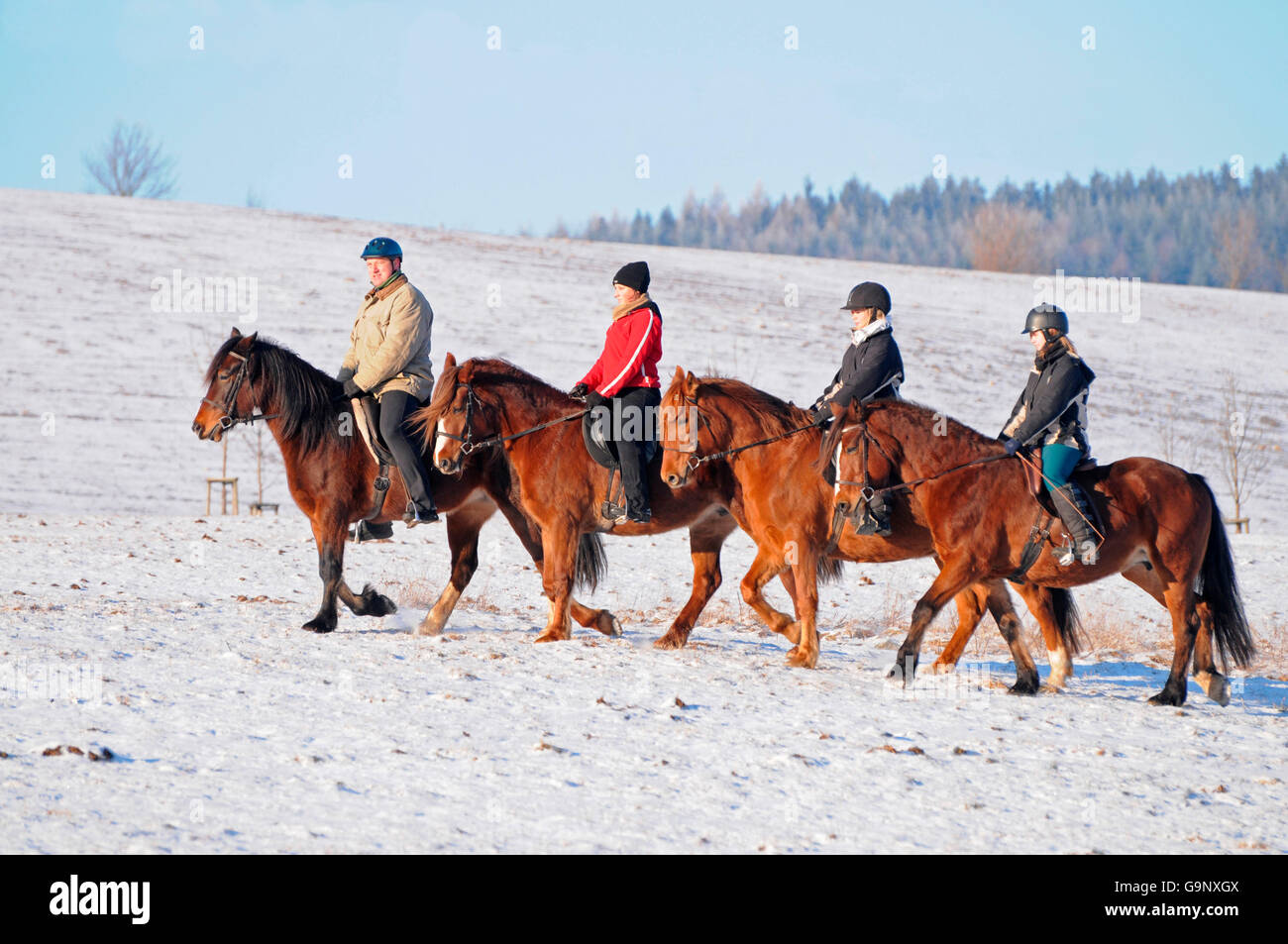 Trail Riding, Welsh Pony, Abschnitt D / Welsh Cob, Rider Stockfoto