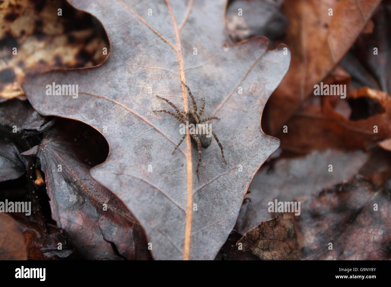 Eine weibliche Rasen Spinne auf einem Blatt Stockfoto