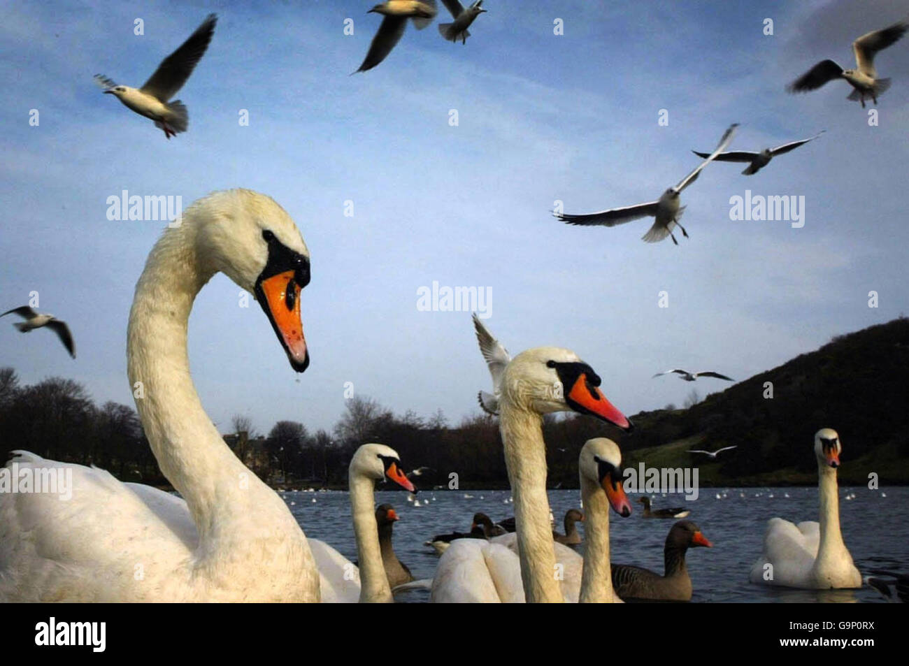 Vögel fliegen zu einem See in der Nähe des Palace of Holyrood House, Edinburgh, um von den Einheimischen gefüttert zu werden. Stockfoto