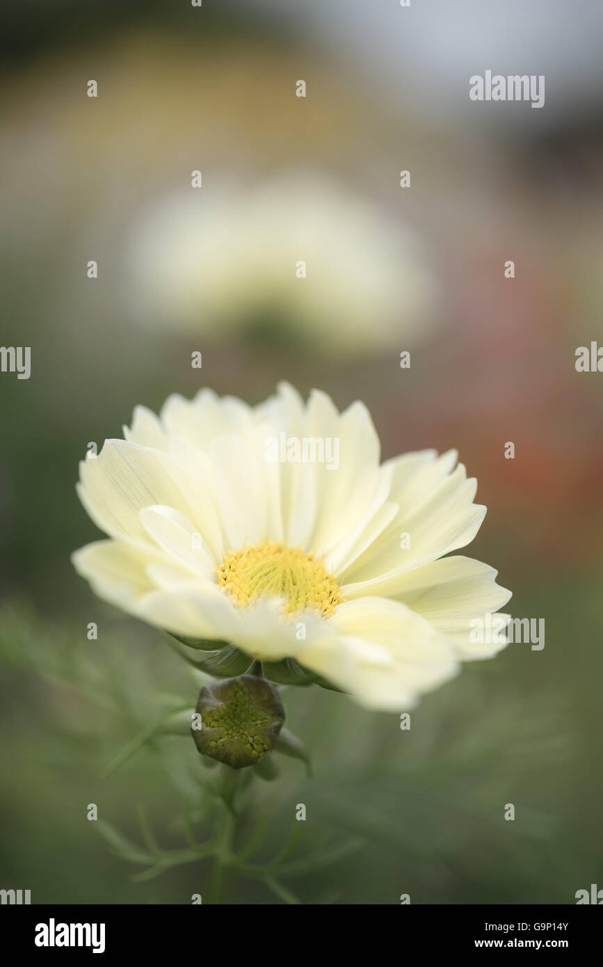 Blasse gelbe Cosmos Blume gesehen Nahaufnahme. Stockfoto