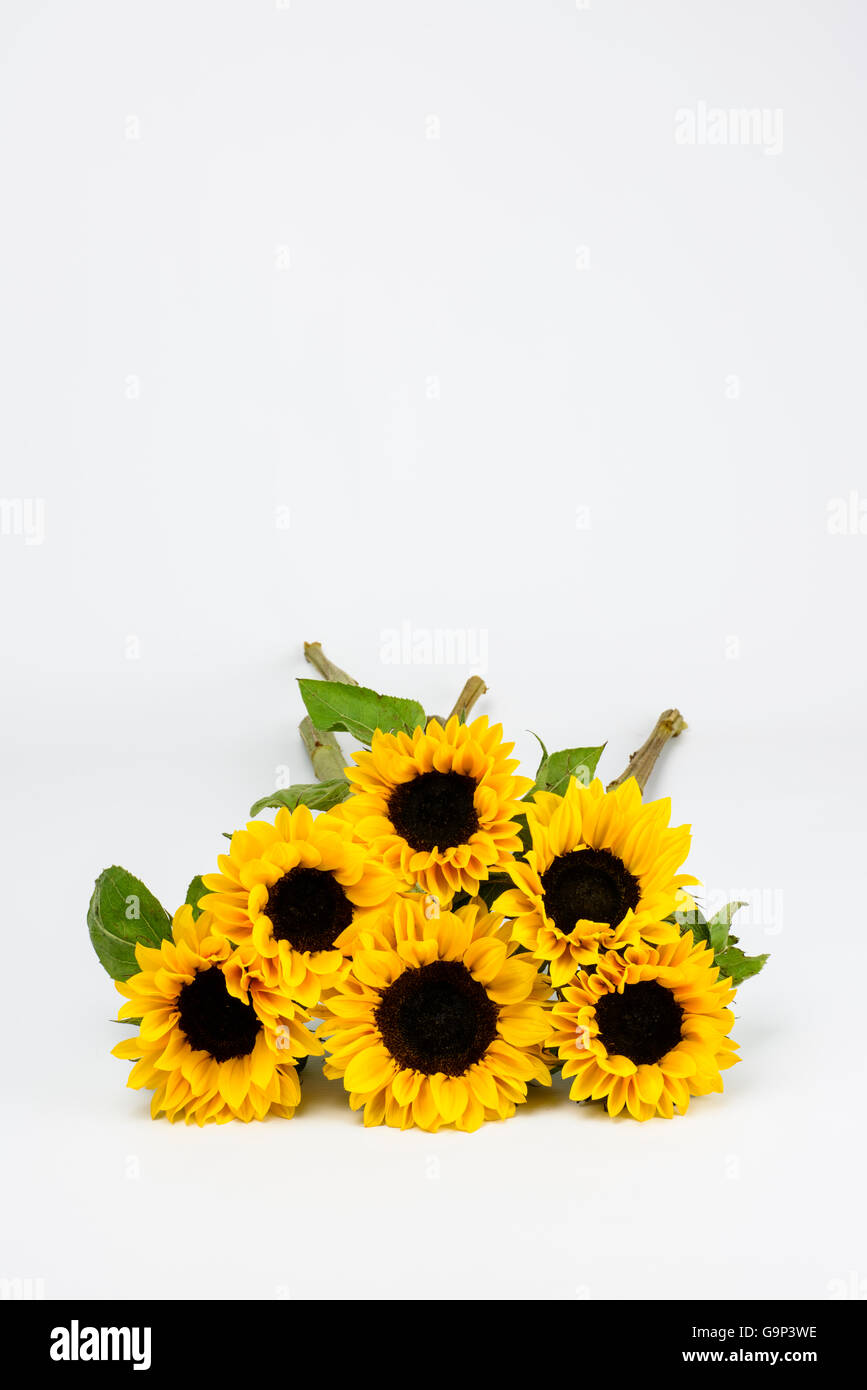 Bündel von cut Sunflowers unten flach vor einem weißen Hintergrund liegend Stockfoto