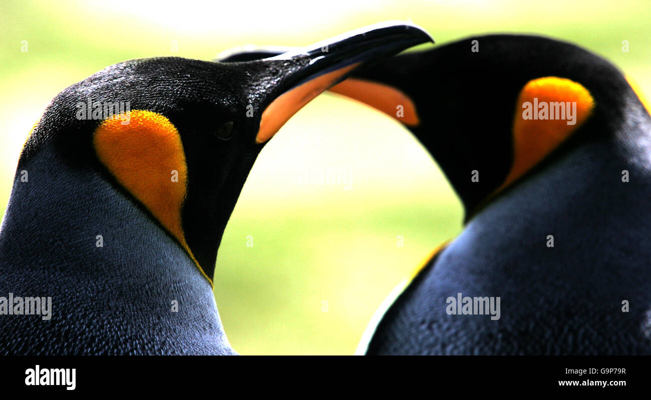 King Penguins am Volunteer Point, Falkland Islands. Stockfoto