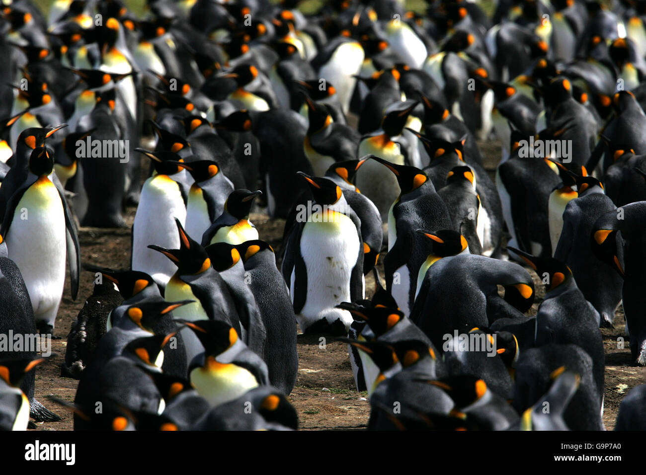 Falklandinseln. King Penguins am Volunteer Point, Falkland Islands. Stockfoto