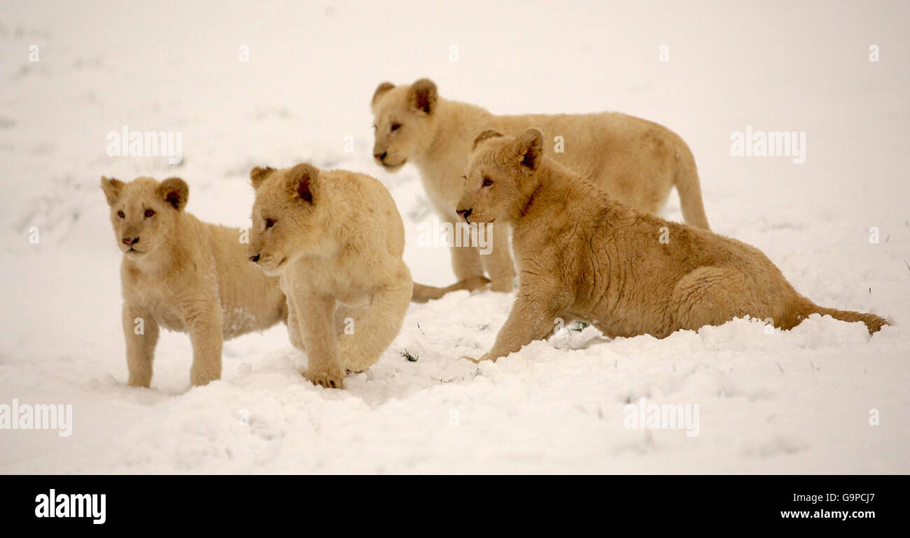 Spaß im Schnee für die vier neuen White Lion Cubs im West Midlands Safari Park. Stockfoto