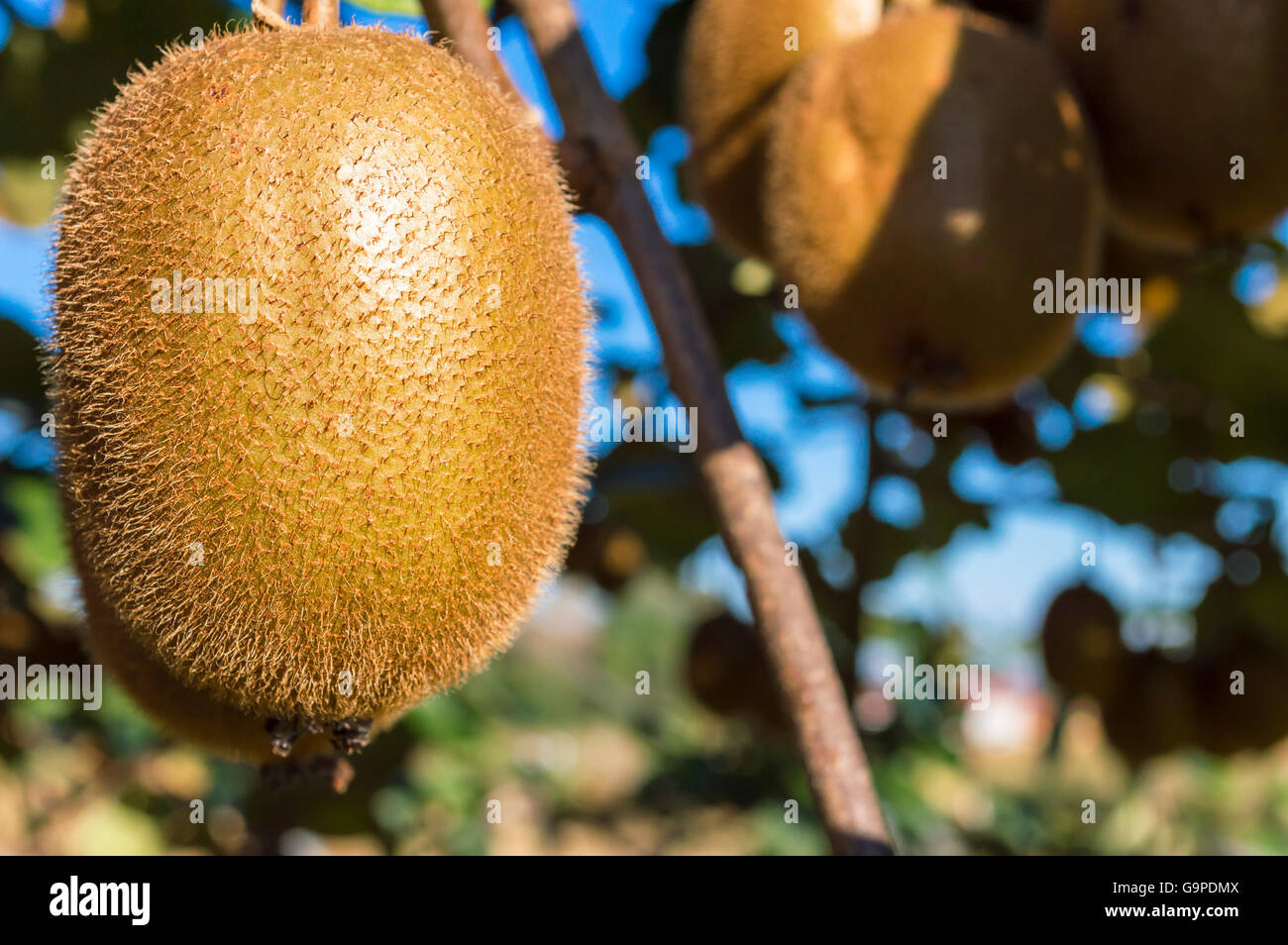 Ersten Stock des Kiwifrucht am Baum Reifen Stockfoto