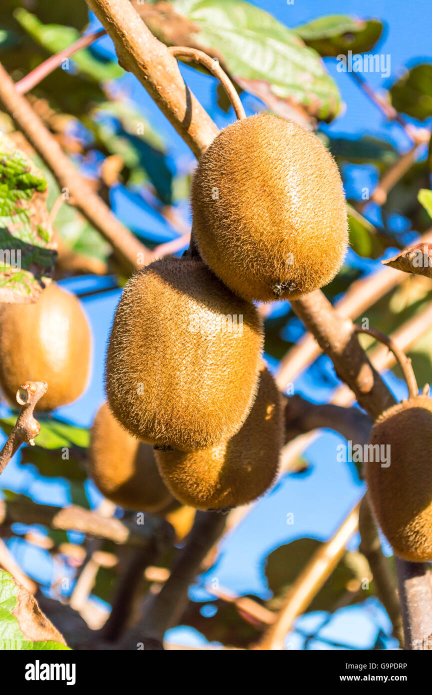 Kiwi-Früchte reifen am Baum. Stockfoto