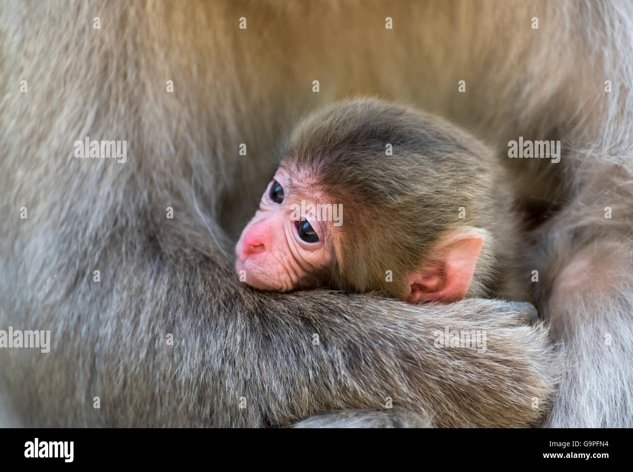 Kind des japanischen Makaken (Macaca Fuscata) bei Snow Monkey Park in Jigokudani, Yamanouchi, Japan Stockfoto