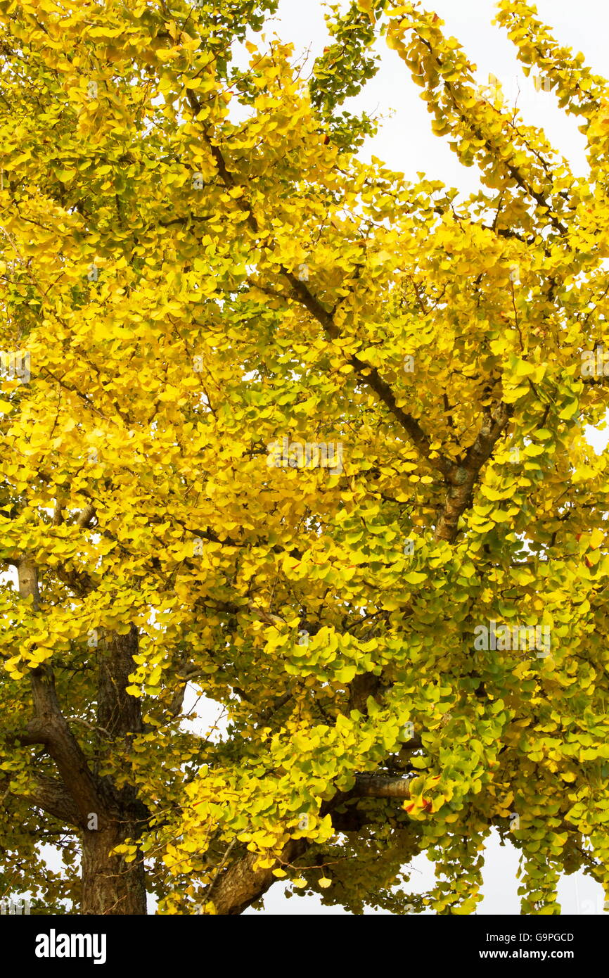 Farben des Herbstes ein Ginko Baum Stockfoto