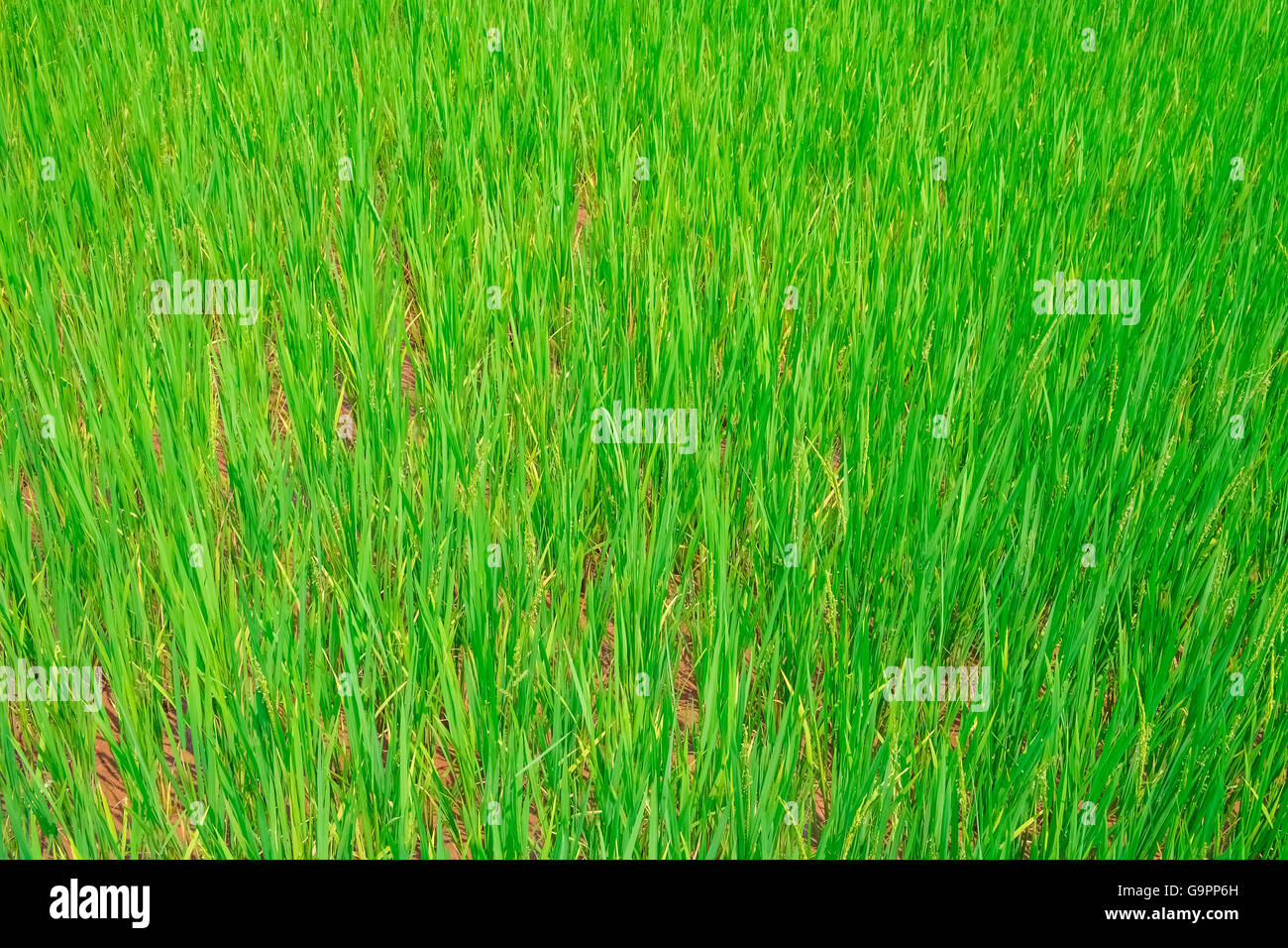 Grüne Reisfelder in Vietnam, Südostasien Stockfoto
